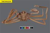 藏品(大扁蛛蟹)的圖片